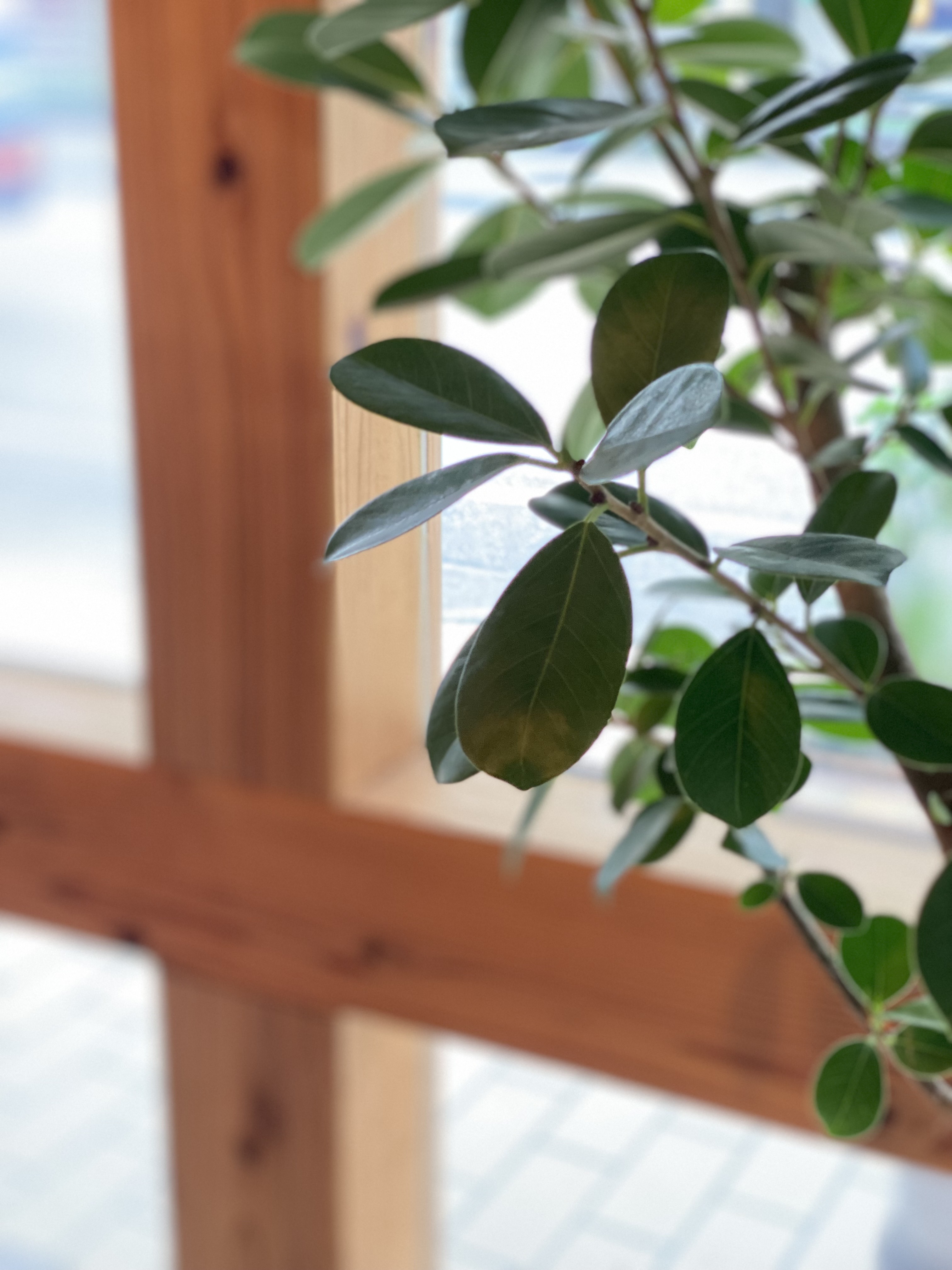 窓の木枠と観葉植物のクローズアップ